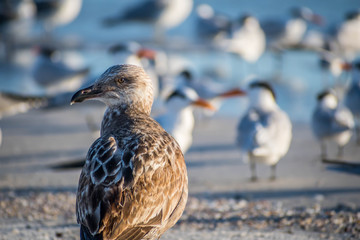 A brown Sandpipers in Anna Maria Island, Florida