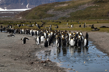 Obraz premium Salisbury Plain South Georgia Islands, king penguins in stream with antarctic fur seals in background