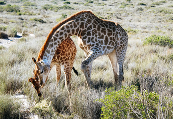 a young baby giraffe and her older sibling grazing in a Safari Park in South Africa