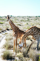 a young baby giraffe and her older sibling standing next to a sand road in a Safari Park in South Africa