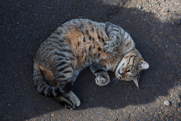 A lazy cat sleeping on road