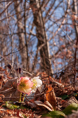 Helleborus flower with stamen in forest