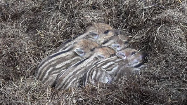 Frischlinge, viele kleine junge Wildschweine im Stroh