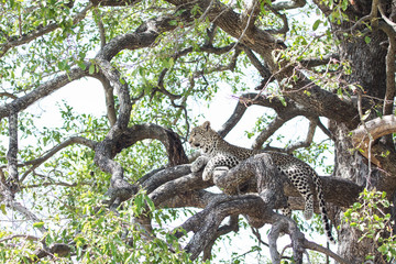 On Lookout