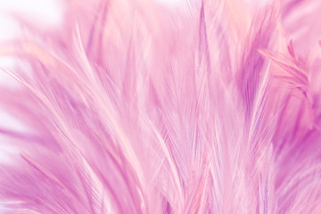 Pink chicken feathers in soft and blur style for background and art design