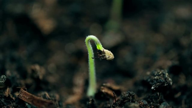 Small plant growing, extreme macro nature shot. New life, springtime time lapse. Evolution concept.