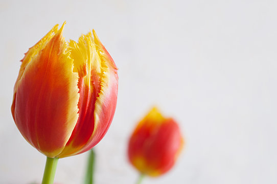 Red and yellow tulip buds on a white background.