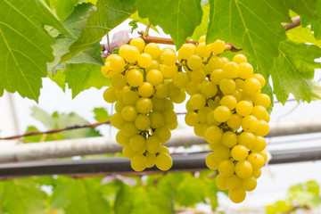 Fresh green grapes (Vitis Vinifera Linn) are hanging on the vine with green leaves in organic garden for harvesting
