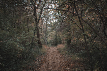 Naklejka premium road in the forest