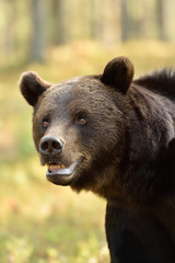 Close up of adult male wild brown bear in the summer forest
