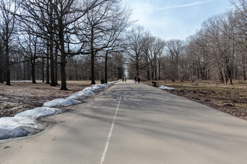 alley park,alley trees,april,asphalt road,asphalt road sky,blue,botanical garden,cold,day,forest,frozen,garden,ice,landscape,melted snow,moscow,moscow botanical garden,moscow park,nature,outdoor,park,