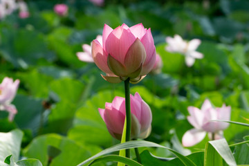 Obraz premium 蓮の花