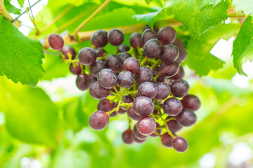 Ripening red grapes (Vitis Vinifera) are hanging on the vine with green leaves in the countryside vineyard for harvesting