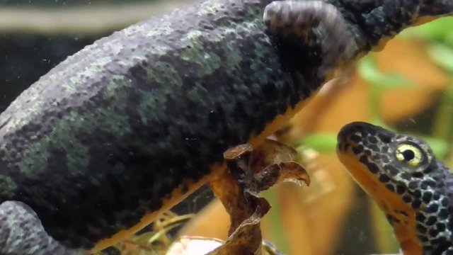Bergmolche, Alpine newt, Ichthyosaura alpestris