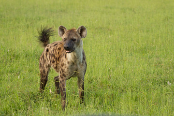 Hyena Excitement 