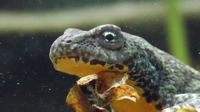 Bergmolche, Alpine newt, Ichthyosaura alpestris