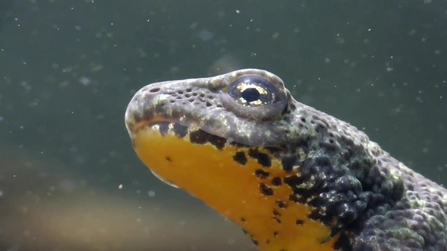 Bergmolche, Alpine newt, Ichthyosaura alpestris