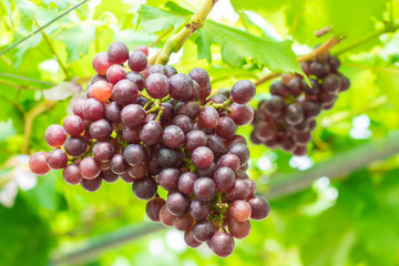 Ripening red grapes (Vitis Vinifera) are hanging on the vine with green leaves in the countryside vineyard for harvesting