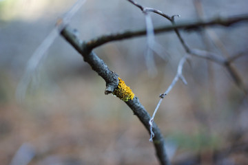 Dried branch