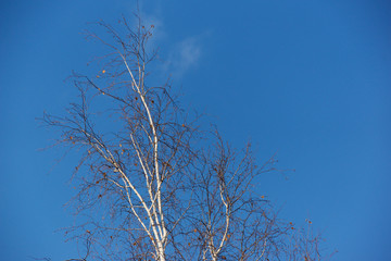 branches of a tree