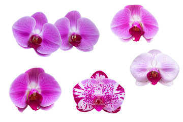 Blurred for Background.Pink orchid flower on white background. Photo with clipping path.