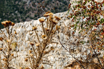 Dry flower in nature