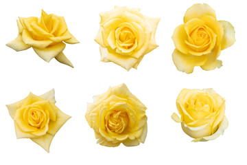 Blurred for Background.Yellow rose isolated on the white background. Photo with clipping path.