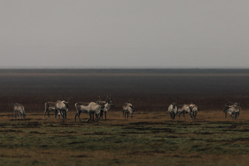 Fototapeta na wymiar herd of icelandic reindeer by the sea
