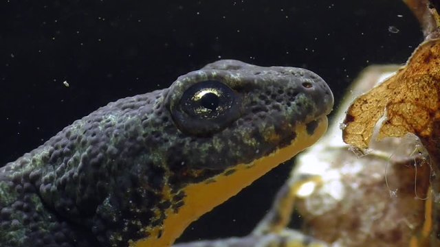 Bergmolche, Alpine newt, Ichthyosaura alpestris