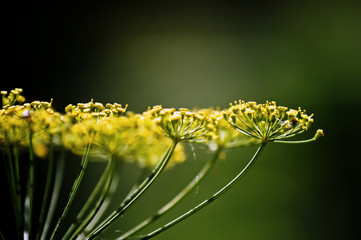 caterpillar on a leaf