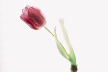 A beautiful tulip. Fresh spring flower  on white background isolated. Spring concept