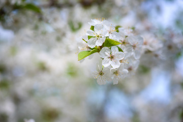 Blossoming white flower background, natural wallpaper. Flowering cherry branch in spring, macro image with copyspace and beautiful bokeh