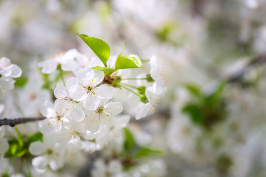 Blossoming white flower background, natural wallpaper. Flowering cherry branch in spring, macro image with copyspace and beautiful bokeh