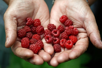 handful of berries