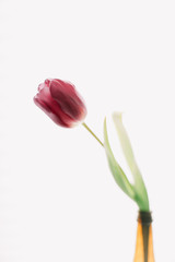 A beautiful tulip. Fresh spring flower  on white background isolated. Spring concept