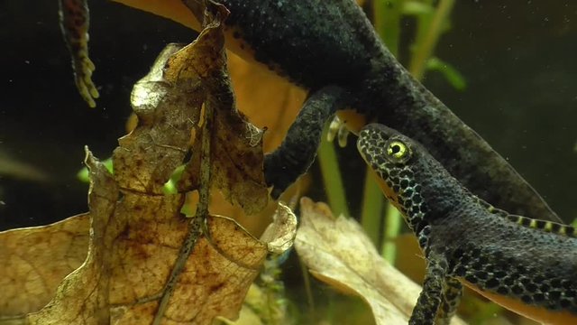 Bergmolche, Alpine newt, Ichthyosaura alpestris
