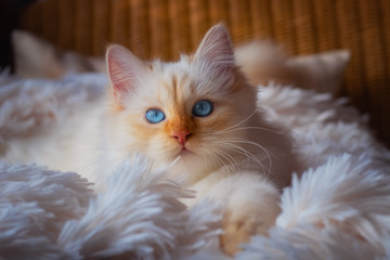 White cat with blue eyes lying on a white blanket