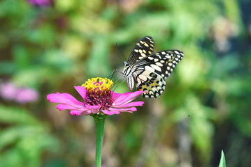 black and white butterfly perched on flowers