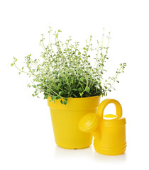 Plant in pot and watering can on white background