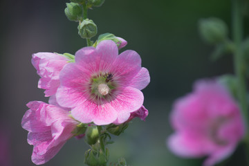bee on pink flower in garden