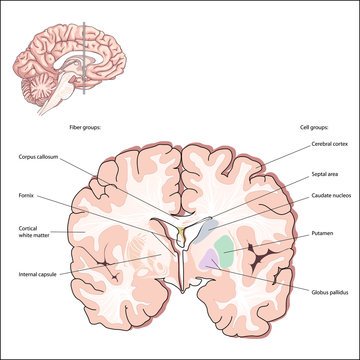 Selected Cell and Fiber Groups. structures of the forebrain. Collectively, these structures are called the basal ganglia and are an important part of the brain systems that control movement