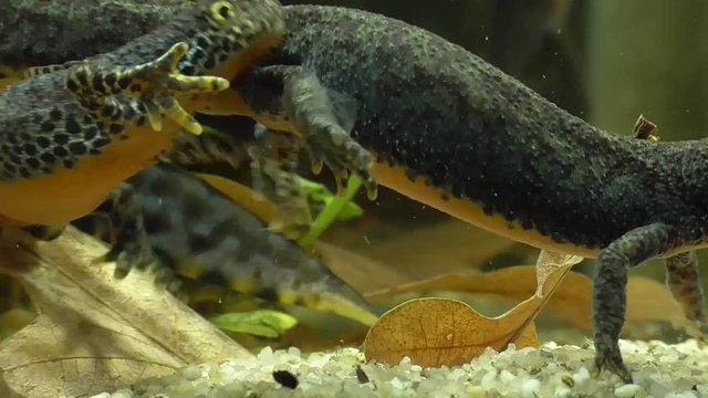 Bergmolche, Alpine newt, Ichthyosaura alpestris