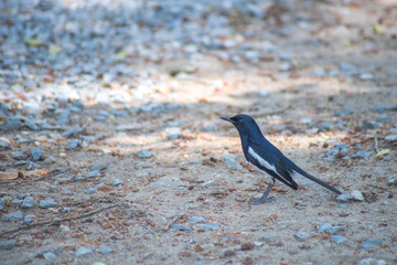 bird on beach