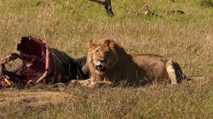East african lion protecting his cape buffalo prey