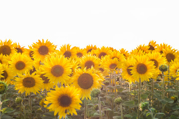 Field of sunflowers. Composition of nature.