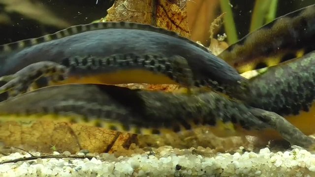 Bergmolche, Alpine newt, Ichthyosaura alpestris