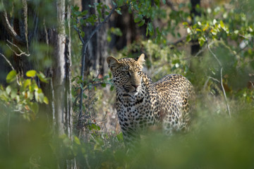 Leopard in the Mopane