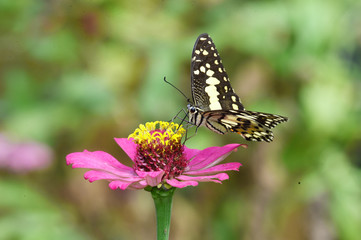 black and white butterfly perched on flowers