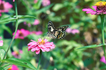 black and white butterfly perched on flowers