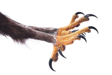 Attacking Talons  of an Eagle isolated on white.  - obrazy, fototapety, plakaty